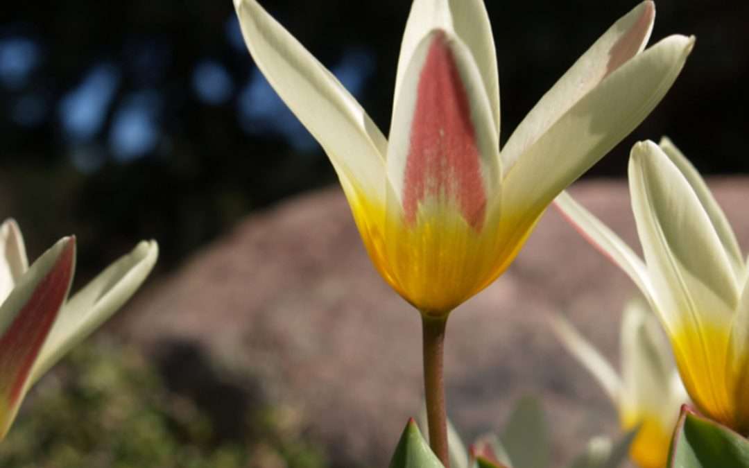 Kaufmanniana and Greigii Tulips Light Up Spring