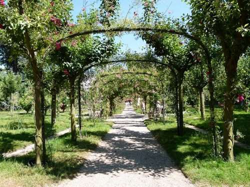 Allee de rosiers jardin Albert Kahn