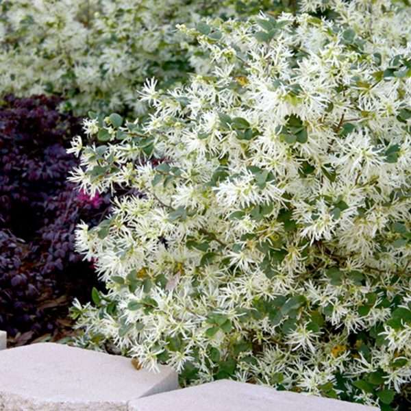 Chinese fringe flower