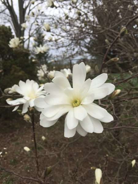 Star Magnolia blooms
