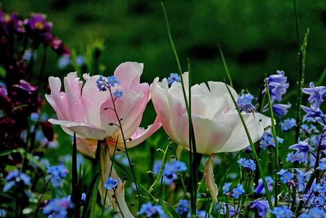 Pink tulips and forget me nots