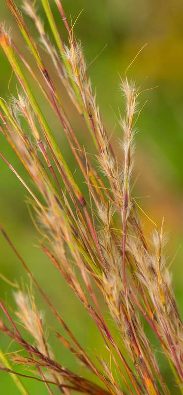 Little Bluestem (Schizachyrium scoparium)