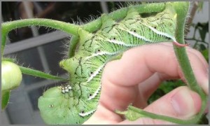 hornworms are huge