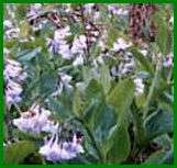 woodland colony of Mertensia virginica