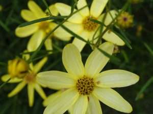 Coreopsis 'Moonbeam' Coreopsis 'Moonbeam'