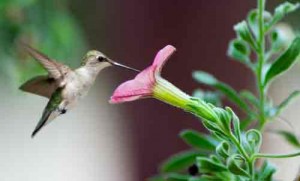 hummingbird